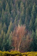 Load image into Gallery viewer, Autumn Tree Prints | Dartmoor Landscape Photography and Tree Art - Home Decor Gifts - Sebastien Coell Photography