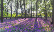 Load image into Gallery viewer, Woodland Photography | Bluebell Prints and Wild Flower Art - Home Decor Gifts