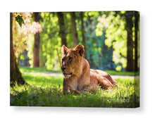 Load image into Gallery viewer, Wildlife Prints of a Lioness Resting in the Sun, Animal art for Sale, Lion Photography Home Decor Gifts - SCoellPhotography