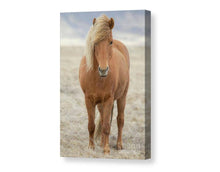 Load image into Gallery viewer, Icelandic Horse Art | Animal art for Sale and Wildlife prints - Home Decor Gifts - Sebastien Coell Photography