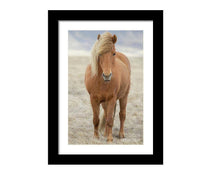 Load image into Gallery viewer, Icelandic Horse Art | Animal art for Sale and Wildlife prints - Home Decor Gifts - Sebastien Coell Photography