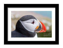 Load image into Gallery viewer, Iceland Puffin Print | Wildlife Photography, Icelandic animal art - Home Decor Prints - Sebastien Coell Photography