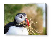 Load image into Gallery viewer, Wildlife Prints of Icelands Puffins, Animal Art for Sale, Icelandic Prints and Home Decor Gifts - SCoellPhotography