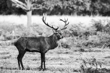 Load image into Gallery viewer, Stag Print at Richmond Park London, Deer pictures for Sale, Red Deer Photography Home Decor Gifts - SCoellPhotography