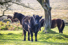 Load image into Gallery viewer, Wildlife Prints of Dartmoor Ponies and Cows, Animal Photography and Devon wall art for Sale, Horse and Equine Home Decor Gifts - SCoellPhotography