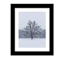 Load image into Gallery viewer, Woodland Print of a Snowy Tree at Bakers Park, Newton Abbot Photography, Bakers Park Pictures for Sale and Home Decor Gift - SCoellPhotography