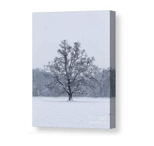Load image into Gallery viewer, Woodland Print of a Snowy Tree at Bakers Park, Newton Abbot Photography, Bakers Park Pictures for Sale and Home Decor Gift - SCoellPhotography