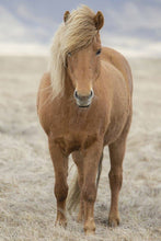 Load image into Gallery viewer, Icelandic Horse Art | Animal art for Sale and Wildlife prints - Home Decor Gifts - Sebastien Coell Photography