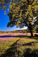 Load image into Gallery viewer, Dartmoor art of Emsworthy Common | Bluebell WildFlower art for Sale - Home Decor - Sebastien Coell Photography