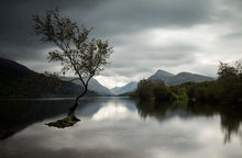 Load image into Gallery viewer, Snowdonia wall art of The Lone Tree Llanberis, Llyn Padarn Mountain Photography for Sale Home Decor Gifts - SCoellPhotography
