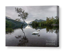Load image into Gallery viewer, Llanberis Lone Tree Prints | Snowdonian art, Llyn Padarn Mountain Photography - Home Decor - Sebastien Coell Photography