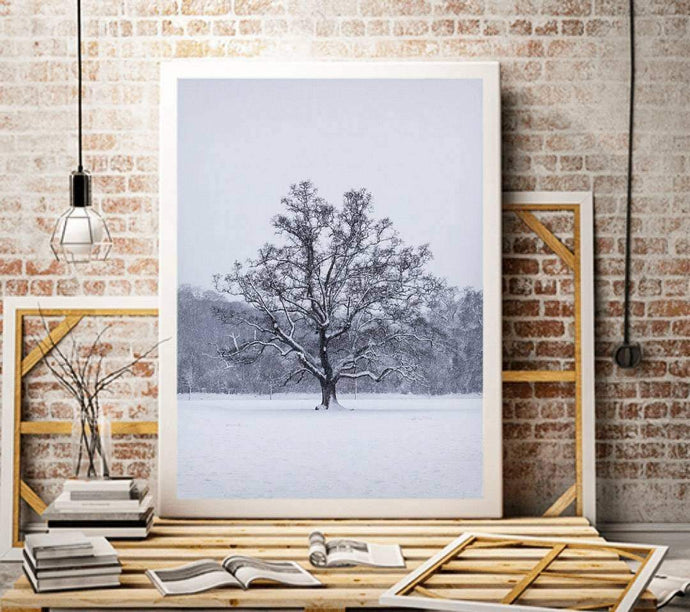 Woodland Print of a Snowy Tree at Bakers Park, Newton Abbot Photography, Bakers Park Pictures for Sale and Home Decor Gift - SCoellPhotography