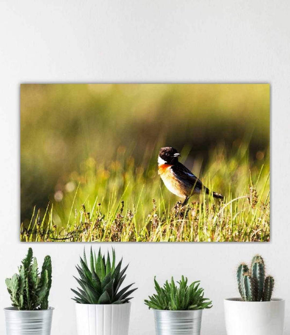 Scottish Wildlife Prints, a Stonechat sits on Scotlands Highlands art, Animal Photography Home Decor Gifts Bird Wall Art - SCoellPhotography