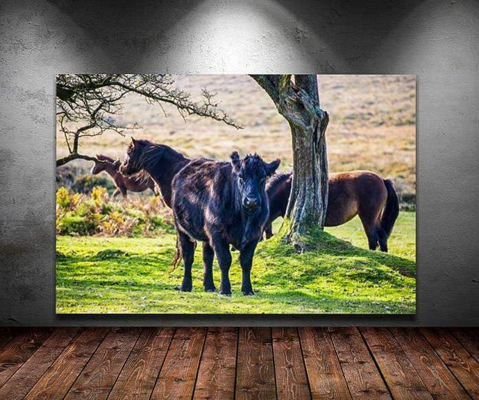 Wildlife Prints of Dartmoor Ponies and Cows, Animal Photography and Devon wall art for Sale, Horse and Equine Home Decor Gifts - SCoellPhotography