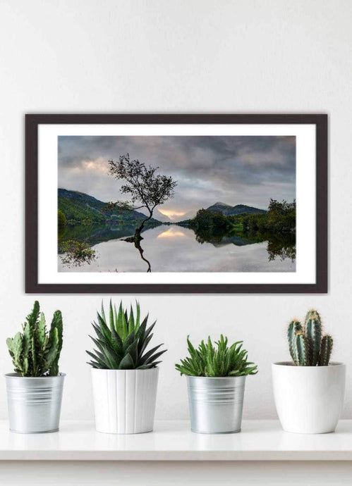 North Wales photography of The Lone Tree | Llanberis wall art - Home Decor Gifts - Sebastien Coell Photography