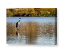 Load image into Gallery viewer, Wildlife Print of a Heron at London Richmond park, Animal Art and Bird Photography Home Decor Gifts - SCoellPhotography