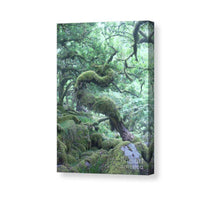 Load image into Gallery viewer, Dartmoor Prints of Wistmans Wood | Twisted Oak Tree wall art - Home Decor Gifts - Sebastien Coell Photography