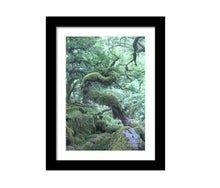 Load image into Gallery viewer, Dartmoor Prints of Wistmans Wood | Twisted Oak Tree wall art - Home Decor Gifts - Sebastien Coell Photography