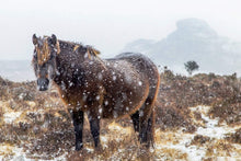 Load image into Gallery viewer, Dartmoor Pony Print | Haytor Rocks in the Snow, Equine wall art - Home Decor Gifts - Sebastien Coell Photography