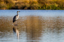 Load image into Gallery viewer, Wildlife Print of a Heron at London Richmond park, Animal Art and Bird Photography Home Decor Gifts - SCoellPhotography