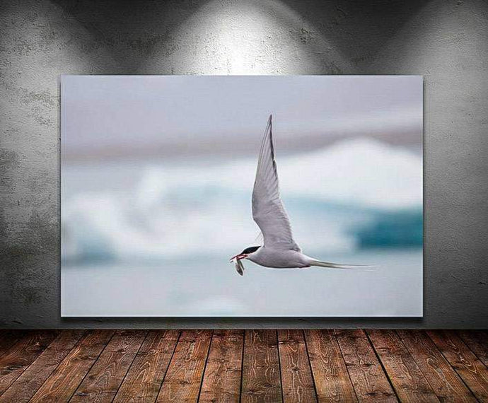 Icelandic Wildlife Print | Seagull Print of an Arctic Tern, Animal art for Sale Home Decor - Sebastien Coell Photography