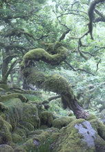 Load image into Gallery viewer, Dartmoor Prints of Wistmans Wood | Twisted Oak Tree wall art - Home Decor Gifts - Sebastien Coell Photography