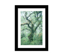 Load image into Gallery viewer, Dartmoor Prints of Wistmans Wood, Woodland Photographic Prints, Twisted Oak Tree wall art, Devon Photography - SCoellPhotography