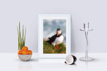 Load image into Gallery viewer, Puffin Prints | Animal Art and Iceland Prints for Sale - Home Decor Gifts - Sebastien Coell Photography