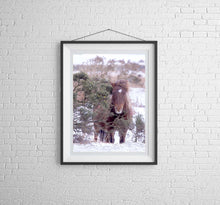 Load image into Gallery viewer, Equine art of a Dartmoor Pony | Animal art for Sale - Home Decor Gifts - Sebastien Coell Photography