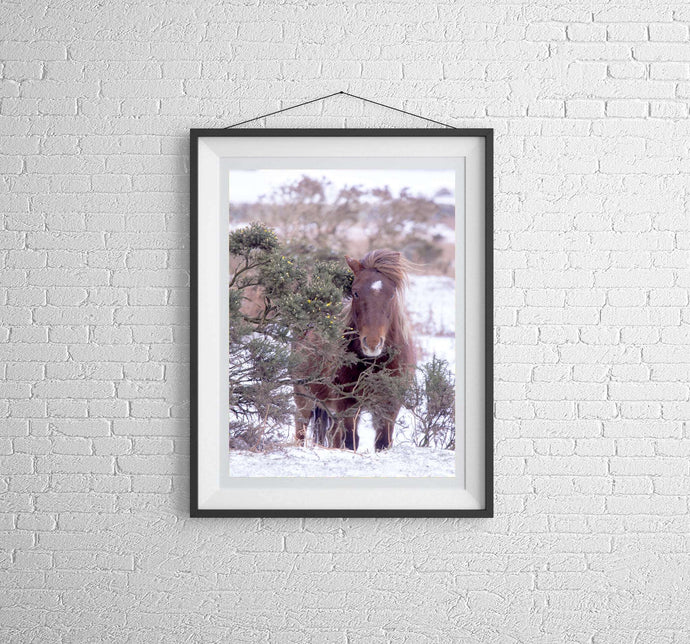 Equine art of a Dartmoor Pony | Animal art for Sale - Home Decor Gifts - Sebastien Coell Photography