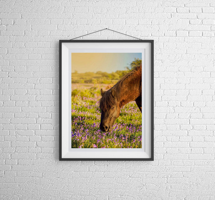 Horse Wall Art | Dartmoor Pony Prints and Emsworthy Bluebell Photography - Sebastien Coell Photography