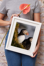 Load image into Gallery viewer, Puffin Print at Latrabjarg cliff, Icelandic art, Wildlife prints and Animal art Home Decor Gifts - Sebastien Coell Photography