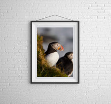 Load image into Gallery viewer, Puffin Print at Latrabjarg cliff, Icelandic art, Wildlife prints and Animal art Home Decor Gifts - Sebastien Coell Photography