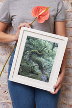 Load image into Gallery viewer, Dartmoor Prints of Wistmans Wood | Twisted Oak Tree wall art - Home Decor Gifts - Sebastien Coell Photography