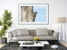 Load image into Gallery viewer, Print / Canvas a red Squirrel at Lake Garda wall art, Italy Wildlife Photography nature framed photo boyfriend gifts girlfriend Christmas