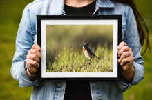 Load image into Gallery viewer, Scottish Wildlife Prints, a Stonechat sits on Scotlands Highlands art, Animal Photography Home Decor Gifts Bird Wall Art - SCoellPhotography