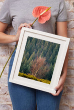 Load image into Gallery viewer, Autumn Tree Prints | Dartmoor Landscape Photography and Tree Art - Home Decor Gifts - Sebastien Coell Photography