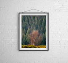 Load image into Gallery viewer, Autumn Tree Prints | Dartmoor Landscape Photography and Tree Art - Home Decor Gifts - Sebastien Coell Photography