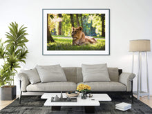 Load image into Gallery viewer, Wildlife Prints of a Lioness Resting in the Sun, Animal art for Sale, Lion Photography Home Decor Gifts - SCoellPhotography
