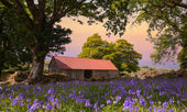 Photographer’s Guide to Emsworthy Mire: Capturing Dartmoor’s Bluebell Paradise