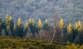 Photographer’s Guide to Lustleigh Cleve, Dartmoor: Capturing the Beauty of Silver Birch Trees