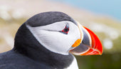 A Photographer’s Guide to Iceland’s Westfjords: Puffins, Shipwrecks, and Dramatic Landscapes