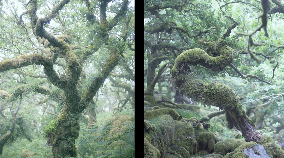 Photographer’s Guide to Wistman’s Wood: A Hidden Gem in Dartmoor National Park