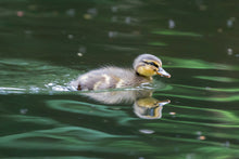 Load image into Gallery viewer, A Duckling on the River Dart | South Devon Duck Bird Nature Photography  - Home Decor Gifts Wall

