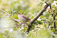 Load image into Gallery viewer, Reed Warbler Bird Prints | Wiltshire Kennet &amp; Avon Canal Nature Photography  - Home Decor Gifts Wall

