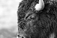 Load image into Gallery viewer, Bison in Grand Teton National Park | Black &amp; White Wildlife Print | Yellowstone
