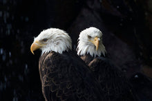 Load image into Gallery viewer, Bald Eagle Wall Art – Yellowstone Bird Photography | Bird of Prey Hawk Nature Decor &amp; Gift Idea
