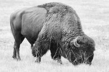 Load image into Gallery viewer, Bison Fine Art Print – Buffalo Black and White Animal Wall Art | Yellowstone National Park Wildlife Nature Decor &amp; Gift Ideas
