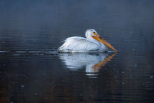Load image into Gallery viewer, Pelican Wall Art Print – Snake River Yellowstone Bird Photography | Nature Decor &amp; Gift Idea
