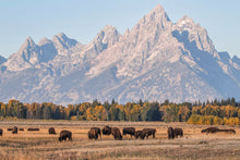 Load image into Gallery viewer, Bison Herd Wall Art – Buffalo Grand Teton | Yellowstone National Park Wildlife Nature Decor &amp; Gift Ideas
